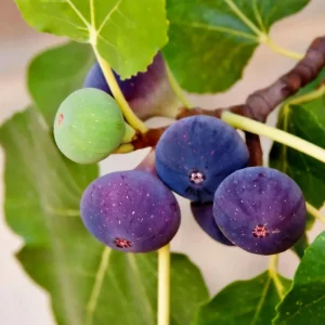 Chicago Hardy Fig Tree Live Plant - Cold Hardy Ficus carica 5-9 inches Tall - Sweet Edible Fruit for Zones 5-10 - Image 8