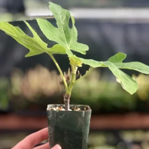 Chicago Hardy Fig Tree Live Plant - Cold Hardy Ficus carica 5-9 inches Tall - Sweet Edible Fruit for Zones 5-10 - Image 9