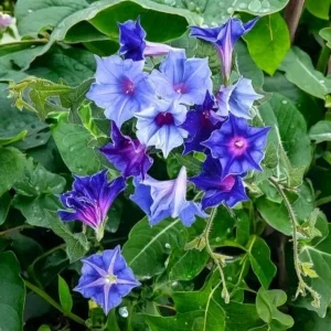 Chilean Morning Glory Seeds - 100pcs Mixed Color Blooms, Climbing Vine - Image 2