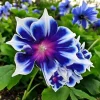 Chilean Morning Glory Seeds - 100pcs Mixed Color Blooms, Climbing Vine - Image 1