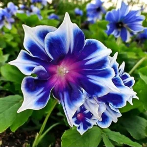 Chilean Morning Glory Seeds - 100pcs Mixed Color Blooms, Climbing Vine - Image 1