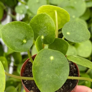 Chinese Money Plant (Pilea Peperomioides) Live Houseplant in 2.5 Inch Pot - Image 2