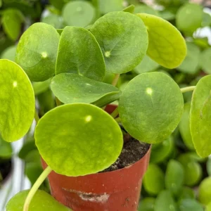 Chinese Money Plant (Pilea Peperomioides) Live Houseplant in 2.5 Inch Pot - Image 3
