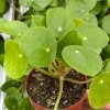 Chinese Money Plant (Pilea Peperomioides) Live Houseplant in 2.5 Inch Pot - Image 1