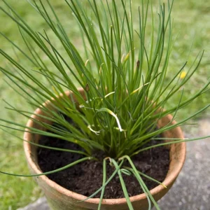 Chives Live Plant Set of 2 – 4in Tall Culinary Herb, Indoor/Outdoor - Image 10