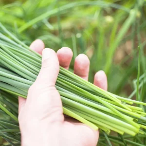 Chives Live Plant Set of 2 – 4in Tall Culinary Herb, Indoor/Outdoor - Image 2