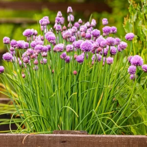 Chives Live Plant Set of 2 – 4in Tall Culinary Herb, Indoor/Outdoor - Image 3