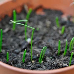 Chives Live Plant Set of 2 – 4in Tall Culinary Herb, Indoor/Outdoor - Image 4