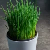 Chives Live Plant Set of 2 – 4in Tall Culinary Herb, Indoor/Outdoor - Image 1