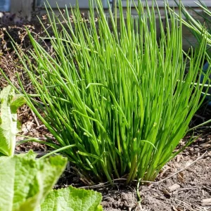 Chives Live Plant Set of 2 – 4in Tall Culinary Herb, Indoor/Outdoor - Image 5