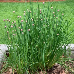 Chives Live Plant Set of 2 – 4in Tall Culinary Herb, Indoor/Outdoor - Image 7