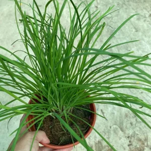 Chives Live Plant Set of 2 – 4in Tall Culinary Herb, Indoor/Outdoor - Image 8
