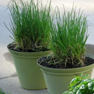 Chives Live Plant Set of 2 – 4in Tall Culinary Herb, Indoor/Outdoor - Image 9