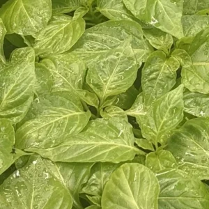 Chocolate Dragon's Breath Super Hot Pepper Live Plants - 3 Pack, 75+ Days Old, 4-8 inches tall - Image 2