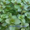 Chocolate Mint Live Plant - Aromatic Herb - 4 inch Pot - Indoor/Outdoor - Image 1