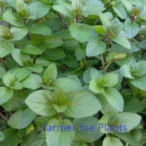 Chocolate Mint Live Plant - Aromatic Herb - 4 inch Pot - Indoor/Outdoor - Image 1