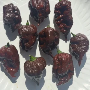 Chocolate Reaper Scorpion Live Pepper Plants - 3-Pack, Super Hot, 75+ Days Old - Image 2