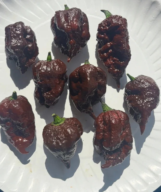 Chocolate Reaper Scorpion Live Pepper Plants - 3-Pack, Super Hot, 75+ Days Old - Image 2