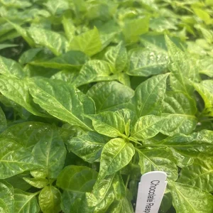 Chocolate Reaper Scorpion Live Pepper Plants - 3-Pack, Super Hot, 75+ Days Old - Image 1