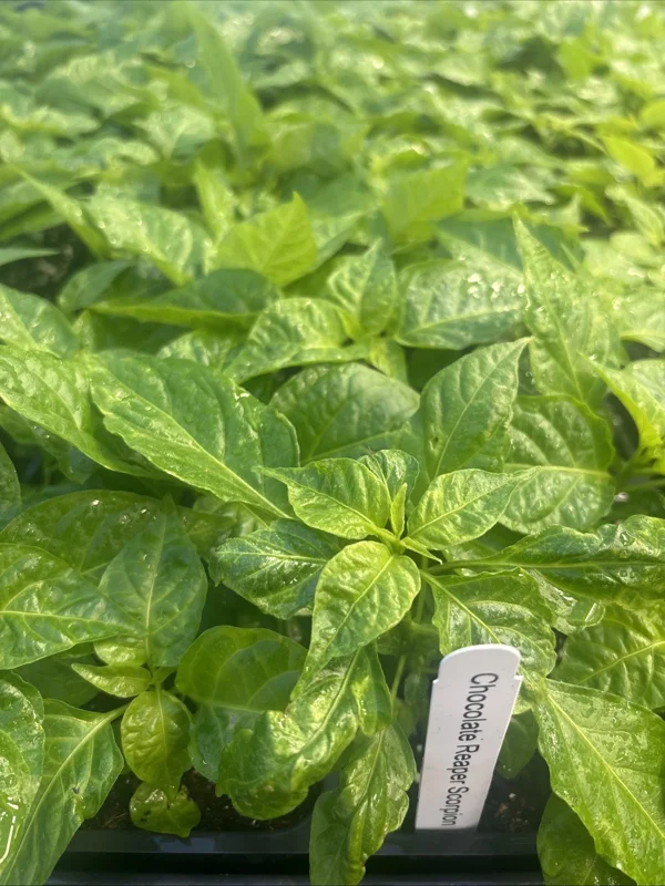 Chocolate Reaper Scorpion Live Pepper Plants - 3-Pack, Super Hot, 75+ Days Old - Image 1