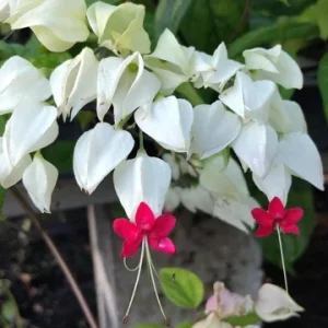 Clerodendrum Bleeding Heart Vine Live Plant - 4 inch Starter Pot - Unique Flowers - Image 2