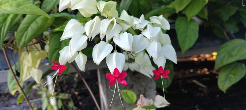 Clerodendrum Bleeding Heart Vine Live Plant - 4 inch Starter Pot - Unique Flowers - Image 2