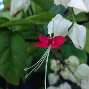 Clerodendrum Bleeding Heart Vine Live Plant - 4 inch Starter Pot - Unique Flowers - Image 3