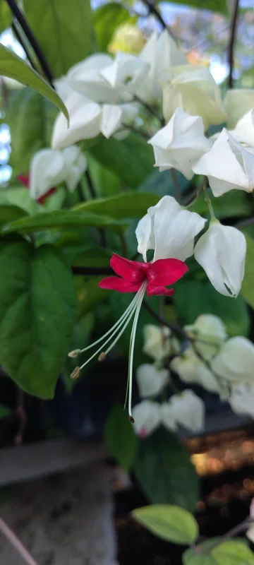 Clerodendrum Bleeding Heart Vine Live Plant - 4 inch Starter Pot - Unique Flowers - Image 3