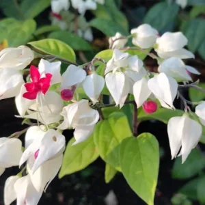 Clerodendrum Bleeding Heart Vine Live Plant - 4 inch Starter Pot - Unique Flowers - Image 1