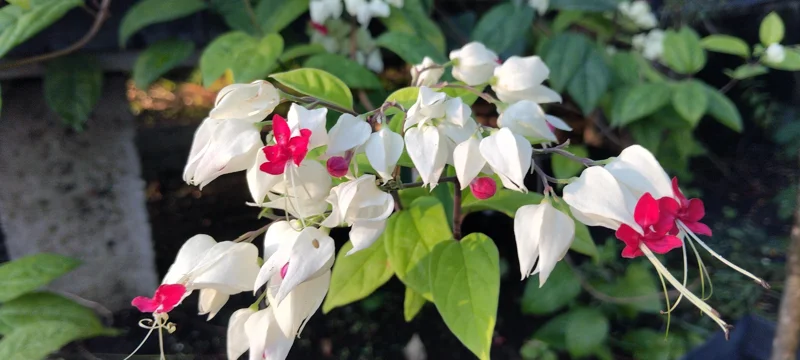 Clerodendrum Bleeding Heart Vine Live Plant - 4 inch Starter Pot - Unique Flowers - Image 1