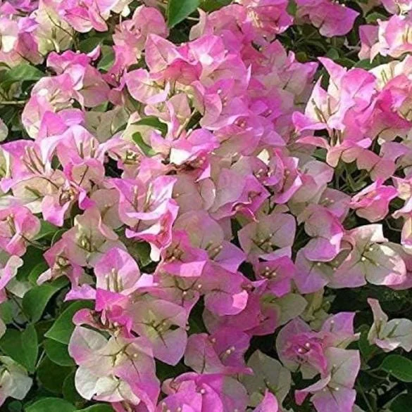 Coconut Ice Bougainvillea Vine Live Plant - 3-6" Tall Tropical Flowering Vine - Image 2