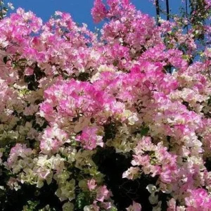 Coconut Ice Bougainvillea Vine Live Plant - 3-6