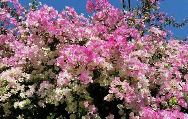 Coconut Ice Bougainvillea Vine Live Plant - 3-6" Tall Tropical Flowering Vine - Image 3