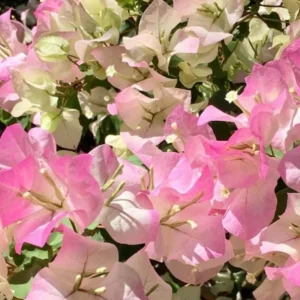 Coconut Ice Bougainvillea Vine Live Plant - 3-6