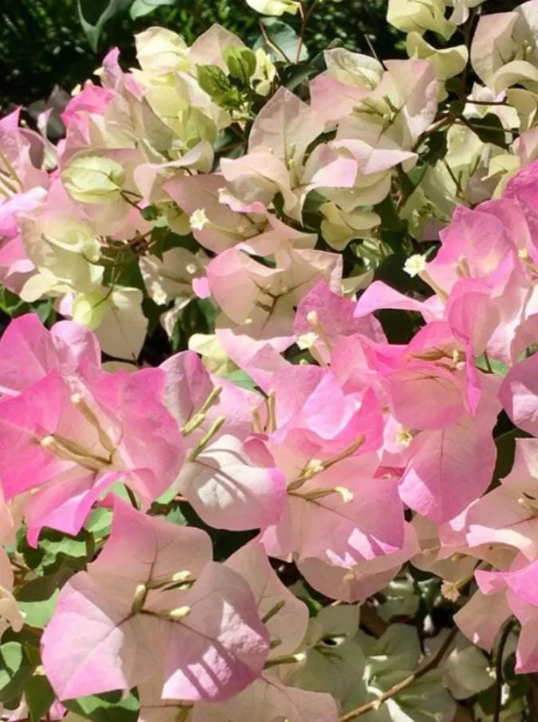 Coconut Ice Bougainvillea Vine Live Plant - 3-6" Tall Tropical Flowering Vine - Image 4