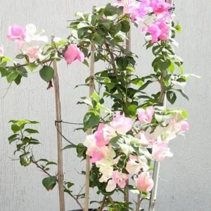 Coconut Ice Bougainvillea Vine Live Plant - 3-6