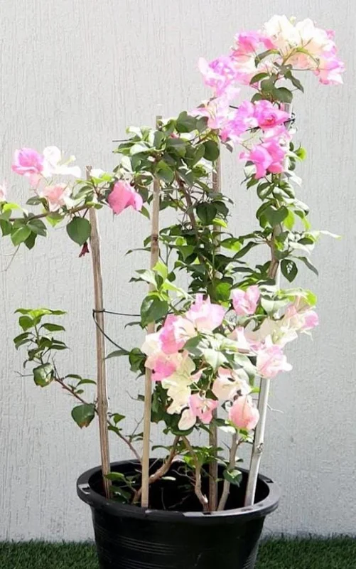 Coconut Ice Bougainvillea Vine Live Plant - 3-6" Tall Tropical Flowering Vine - Image 5