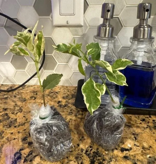 Coconut Ice Bougainvillea Vine Live Plant - 3-6" Tall Tropical Flowering Vine - Image 6
