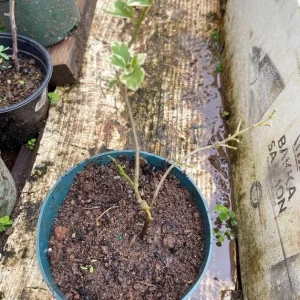 Coconut Ice Bougainvillea Vine Live Plant - 3-6