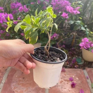 Coconut Ice Bougainvillea Vine Live Plant - 3-6