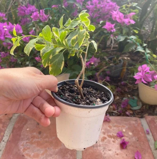 Coconut Ice Bougainvillea Vine Live Plant - 3-6" Tall Tropical Flowering Vine - Image 8