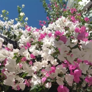 Coconut Ice Bougainvillea Vine Live Plant - 3-6