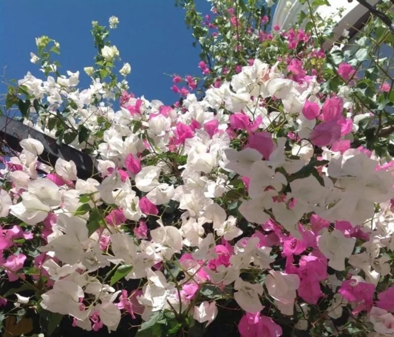 Coconut Ice Bougainvillea Vine Live Plant - 3-6" Tall Tropical Flowering Vine - Image 1