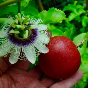 Cold Hardy Panama Red Passion Fruit Vine - Live Starter Plant 4-6 Inches Tall - Image 2