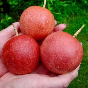 Cold Hardy Panama Red Passion Fruit Vine - Live Starter Plant 4-6 Inches Tall - Image 3