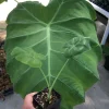 Colocasia 'Thai Giant' Elephant Ear Live Plant - 10-12 Inches Tall - Indoor/Outdoor - Image 1