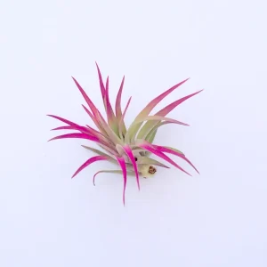 Colored Air Plant 3 Pack Tillandsia Mix Live Plants - Pink, Purple, Terrarium - Image 4