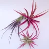 Colored Air Plant 3 Pack Tillandsia Mix Live Plants - Pink, Purple, Terrarium - Image 1