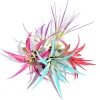 Colored Air Plant Fun 5 Pack Tillandsia Mix Live Plants - Terrarium Decor - Image 1