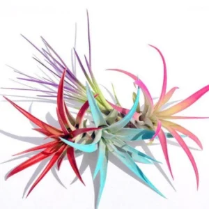Colored Air Plant Fun Pack - Set of 4 Tillandsia Live Plants, 4-8